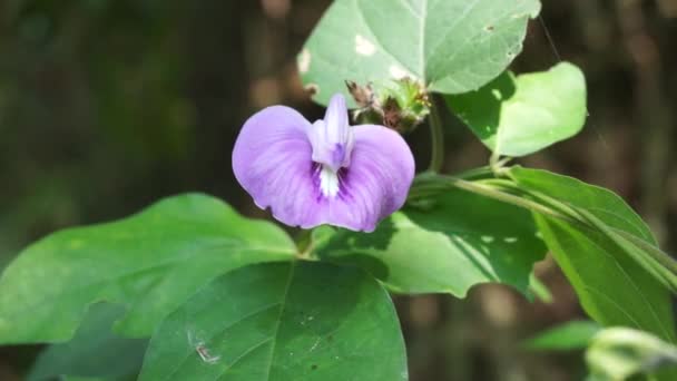 Centrosema Virginianum Plant Natural Background Also Called Spurred Butterfly Pea — Stock Video
