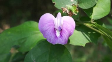 Doğal bir geçmişi olan Centrosema virginianum bitkisi. Ayrıca Spurred Butterfly Bezelyesi, yabani mavi üzüm, mavi çan, yabani bezelye. Endonezya 'daki bu bitkiye Sinder Siman denir..
