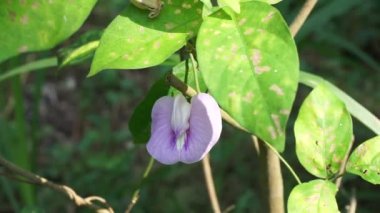Doğal bir geçmişi olan Centrosema virginianum bitkisi. Ayrıca Spurred Butterfly Bezelyesi, yabani mavi üzüm, mavi çan, yabani bezelye. Endonezya 'daki bu bitkiye Sinder Siman denir..