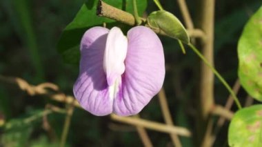 Doğal bir geçmişi olan Centrosema virginianum bitkisi. Ayrıca Spurred Butterfly Bezelyesi, yabani mavi üzüm, mavi çan, yabani bezelye. Endonezya 'daki bu bitkiye Sinder Siman denir..