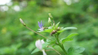 Yakın çekim Cleome Rutidosperma (püsküllü örümcek çiçeği, mor Cleome, anne ungu, anne lanang). Cleomaceae familyasından Cleome familyasından bir bitki türü..