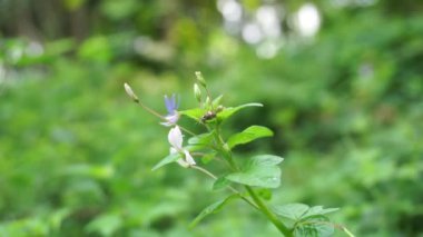 Yakın çekim Cleome Rutidosperma (püsküllü örümcek çiçeği, mor Cleome, anne ungu, anne lanang). Cleomaceae familyasından Cleome familyasından bir bitki türü..