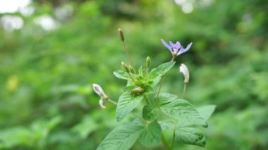 Yakın çekim Cleome Rutidosperma (püsküllü örümcek çiçeği, mor Cleome, anne ungu, anne lanang). Cleomaceae familyasından Cleome familyasından bir bitki türü..