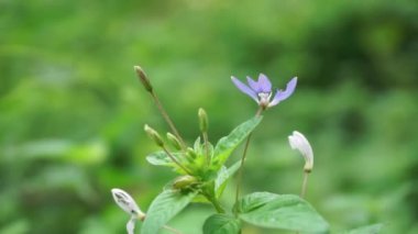 Yakın çekim Cleome Rutidosperma (püsküllü örümcek çiçeği, mor Cleome, anne ungu, anne lanang). Cleomaceae familyasından Cleome familyasından bir bitki türü..
