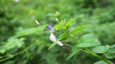 Yakın çekim Cleome Rutidosperma (püsküllü örümcek çiçeği, mor Cleome, anne ungu, anne lanang). Cleomaceae familyasından Cleome familyasından bir bitki türü..