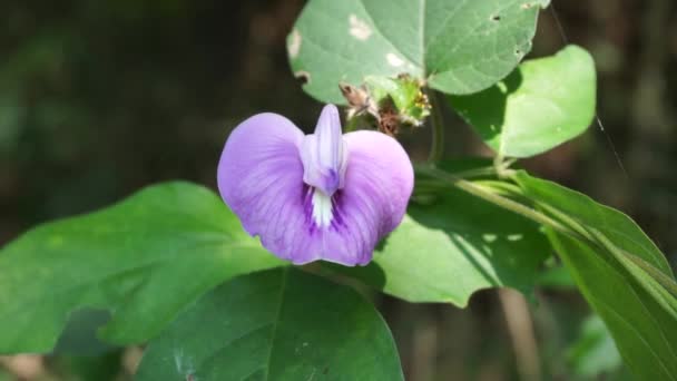 Centrosema Virginianum Pflanze Mit Natürlichem Hintergrund Auch Spurred Butterfly Pea — Stockvideo