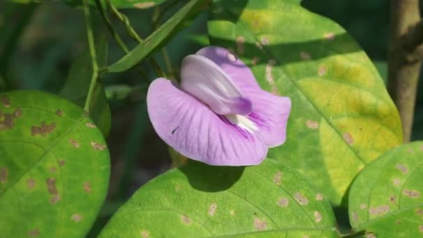 Centrosema Virginianum Pflanze Mit Natürlichem Hintergrund Auch Spurred Butterfly Pea — Stockvideo