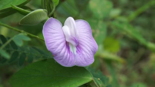Roślina Centrosema Virginianum Naturalnym Tle Zwany Również Spurred Butterfly Pea — Wideo stockowe