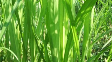Pennisetum purpureum (fil otu, naper otu, Uganda otu olarak da bilinir) doğal bir arka planı vardır.