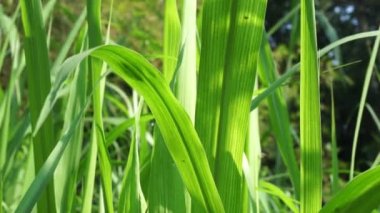 Pennisetum purpureum (fil otu, naper otu, Uganda otu olarak da bilinir) doğal bir arka planı vardır.