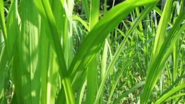 Pennisetum purpureum (fil otu, naper otu, Uganda otu olarak da bilinir) doğal bir arka planı vardır.
