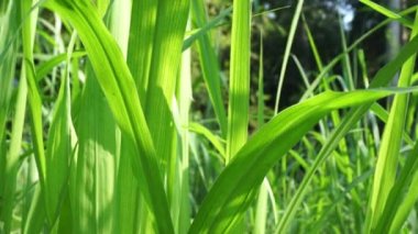 Pennisetum purpureum (fil otu, naper otu, Uganda otu olarak da bilinir) doğal bir arka planı vardır.
