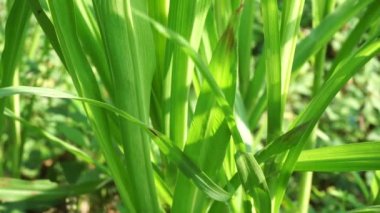 Pennisetum purpureum (fil otu, naper otu, Uganda otu olarak da bilinir) doğal bir arka planı vardır.
