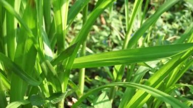 Pennisetum purpureum (fil otu, naper otu, Uganda otu olarak da bilinir) doğal bir arka planı vardır.