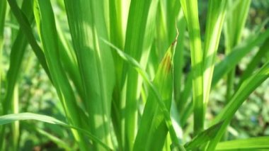 Pennisetum purpureum (fil otu, naper otu, Uganda otu olarak da bilinir) doğal bir arka planı vardır.