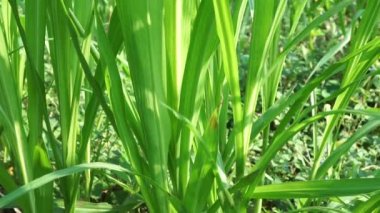 Pennisetum purpureum (fil otu, naper otu, Uganda otu olarak da bilinir) doğal bir arka planı vardır.