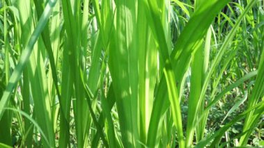Pennisetum purpureum (fil otu, naper otu, Uganda otu olarak da bilinir) doğal bir arka planı vardır.