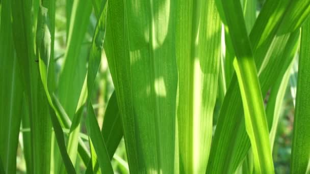 Pennisetum Purpureum Also Called Elephant Grass Naper Grass Uganda Grass — Stock Video