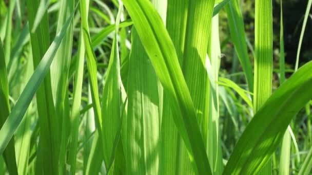 Pennisetum Purpureum Fil Otu Naper Otu Uganda Otu Olarak Bilinir — Stok video