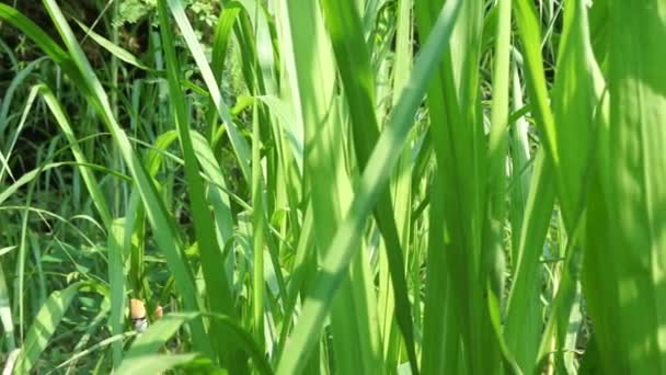 Pennisetum Purpureum Ook Wel Olifantengras Luiergras Oegandagras Genoemd Met Een — Stockvideo