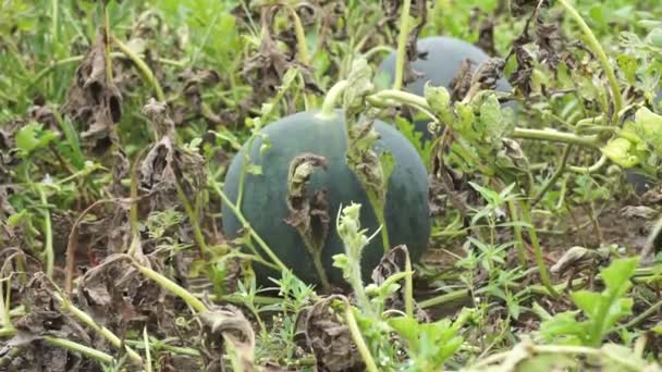 Watermelon Natural Background — Stock Video