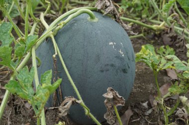 Doğal bir geçmişi olan karpuz.