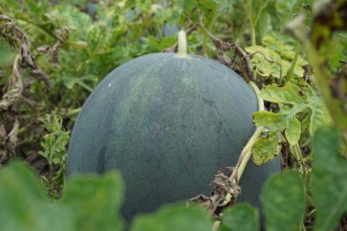 Doğal bir geçmişi olan karpuz.