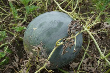 Doğal bir geçmişi olan karpuz.
