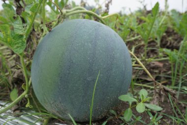 Doğal bir geçmişi olan karpuz.