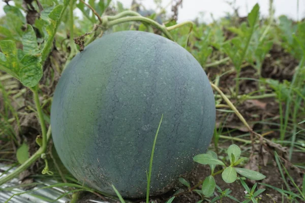 Doğal bir geçmişi olan karpuz.