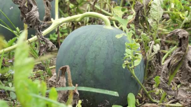 Watermelon Natural Background — Stock Video