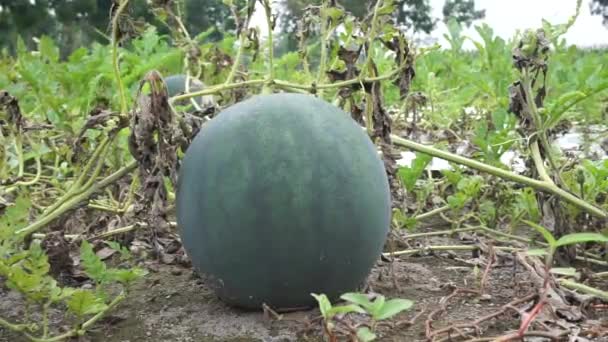Semangka Dengan Latar Belakang Alami — Stok Video