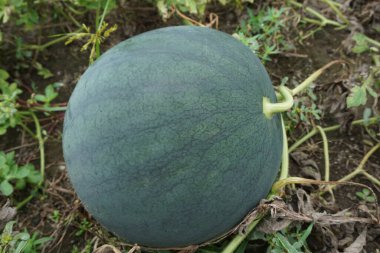 Doğal bir geçmişi olan karpuz.