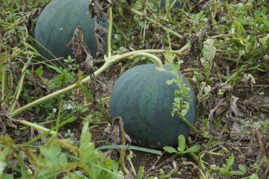 Doğal bir geçmişi olan karpuz.