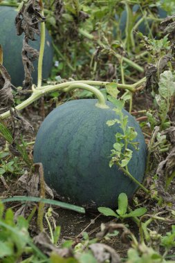 Doğal bir geçmişi olan karpuz.