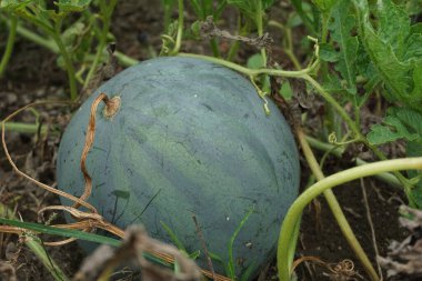 Doğal bir geçmişi olan karpuz.