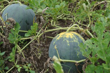 Doğal bir geçmişi olan karpuz.