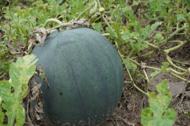 Doğal bir geçmişi olan karpuz.