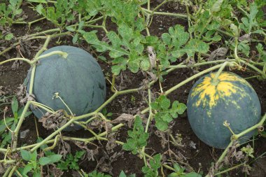 Doğal bir geçmişi olan karpuz.
