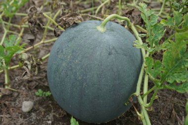 Doğal bir geçmişi olan karpuz.