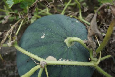 Doğal bir geçmişi olan karpuz.