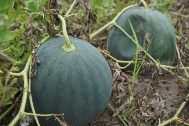 Doğal bir geçmişi olan karpuz.