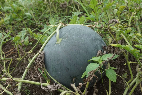 Doğal bir geçmişi olan karpuz.