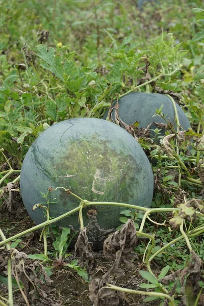 Watermeloen Met Een Natuurlijke Achtergrond — Stockfoto