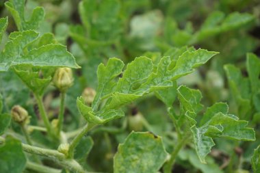 Doğal bir geçmişi olan karpuz.