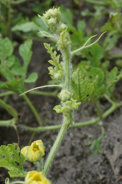 Doğal bir geçmişi olan karpuz.