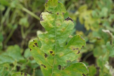 Doğal bir geçmişi olan karpuz.