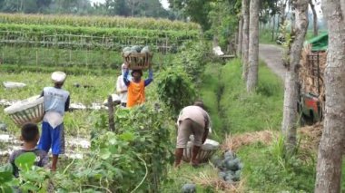 İnsanlar tarlada karpuz topluyor.