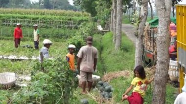 İnsanlar tarlada karpuz topluyor.