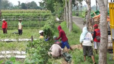 İnsanlar tarlada karpuz topluyor.